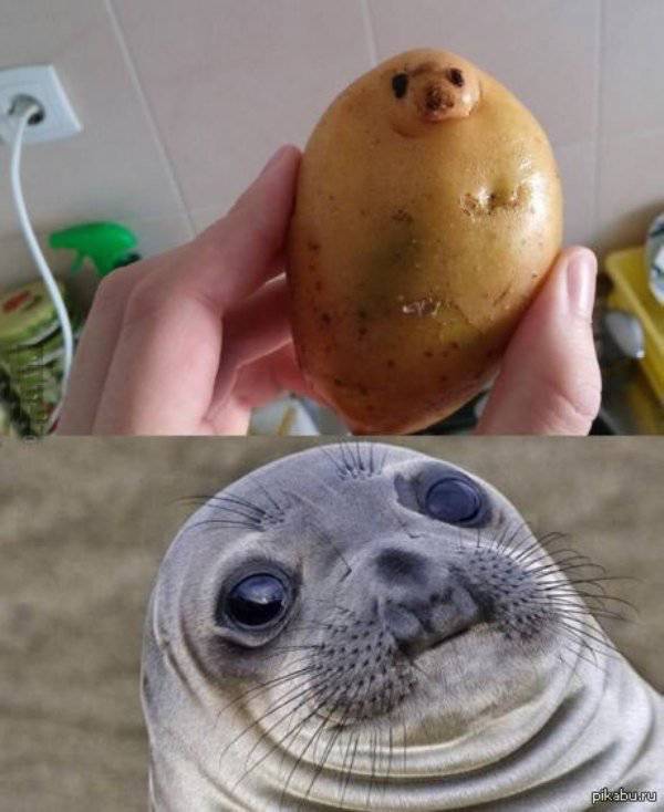 creative food potato seal - pikabu.ru