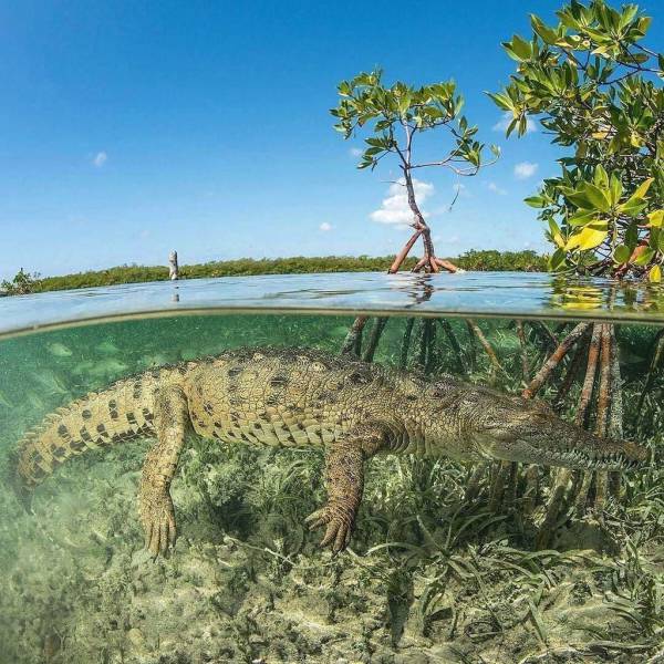 Great pic of an alligator underwater.
