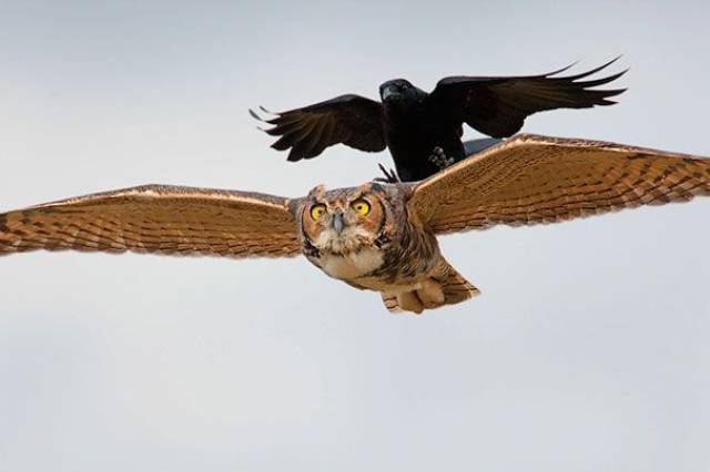 Crow riding on the back of an owl.
