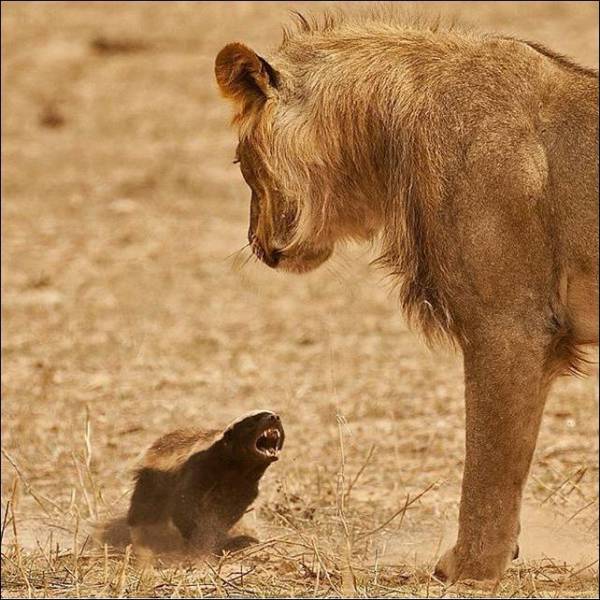 Weasel or prairie dog showing aggression towards a lion.