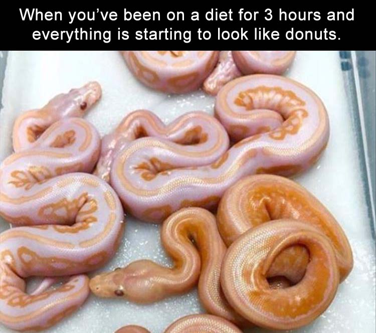 my fat ass thought this was lasagna - When you've been on a diet for 3 hours and everything is starting to look donuts.