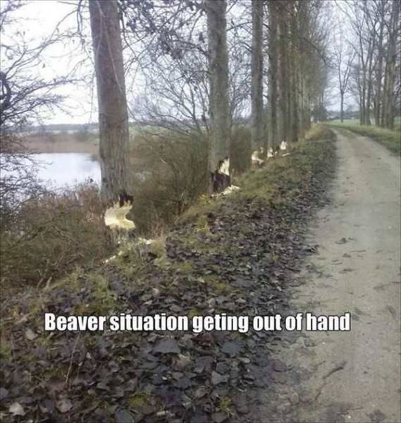 Trees about to be cut joked as an out of hand beaver situation