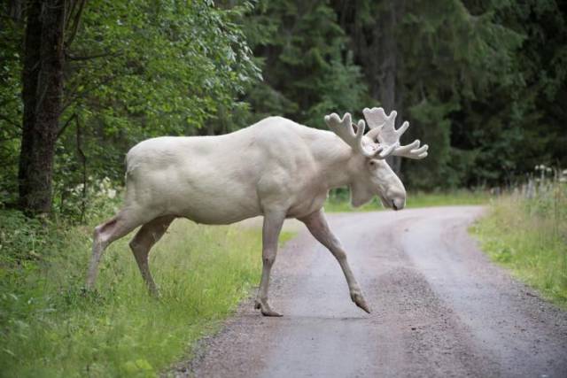 Albino white moose crossing the road