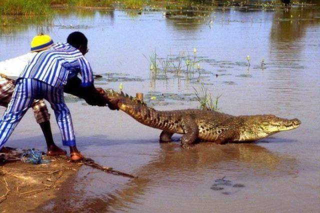 alligator safety fail