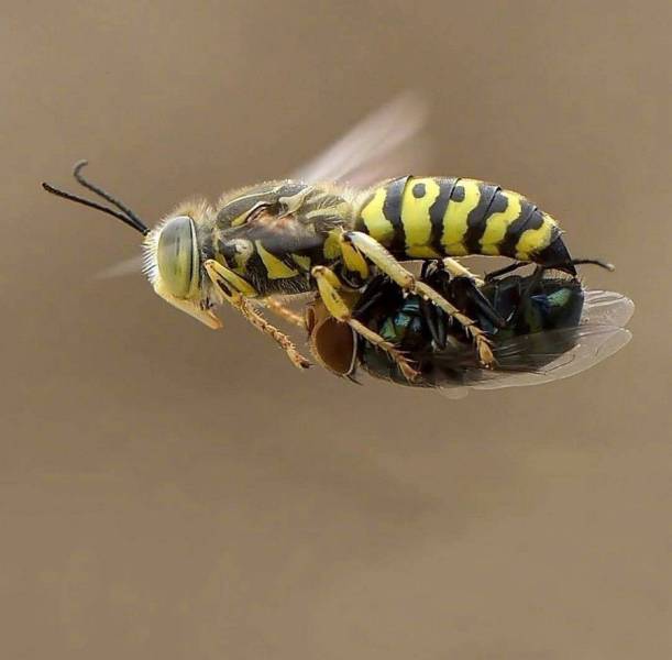 wasp holding a fly