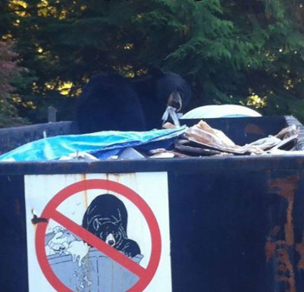 Sign forbidding bears from the garbage dumpster, and a bear is in the dumpster, ignoring the sign.