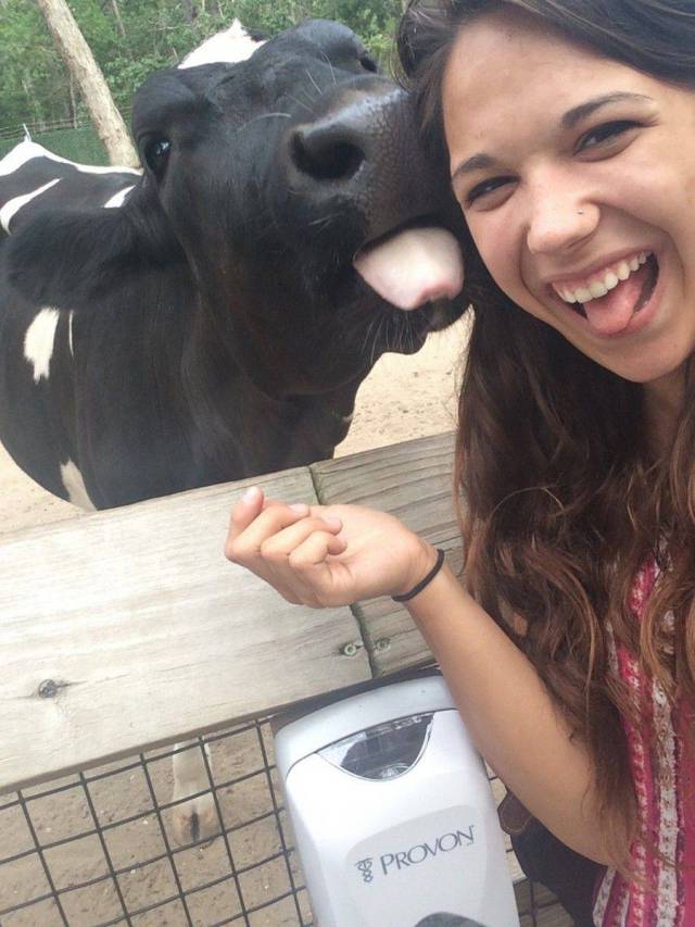 Cow licking a woman.