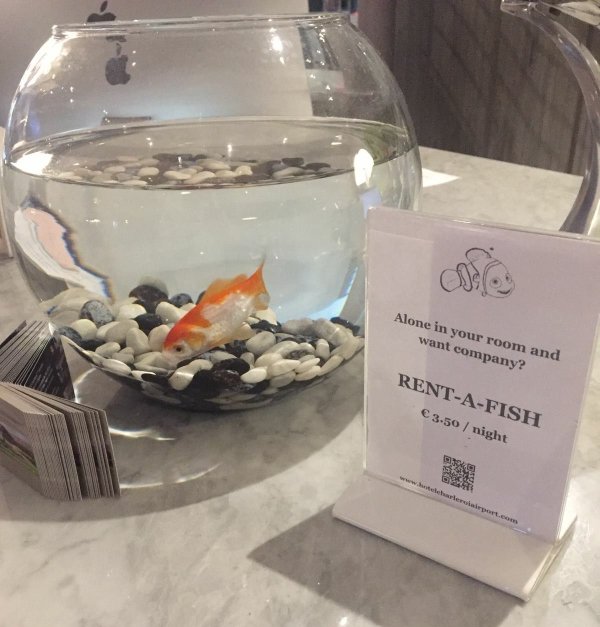 rent a fish hotel - Alone in your room and want company? RentAFish 3.50 night B