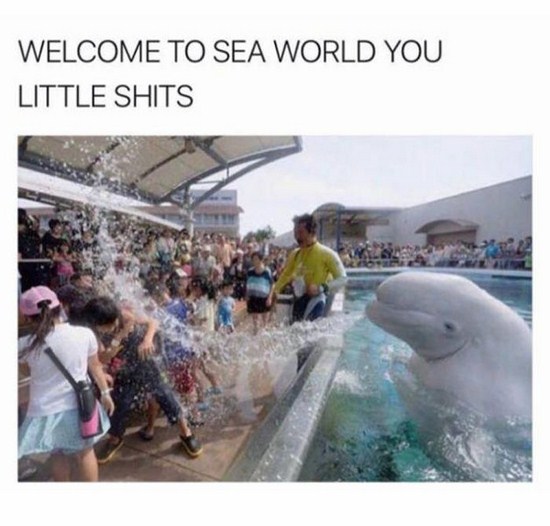 welcome to seaworld you little shits - Welcome To Sea World You Little Shits