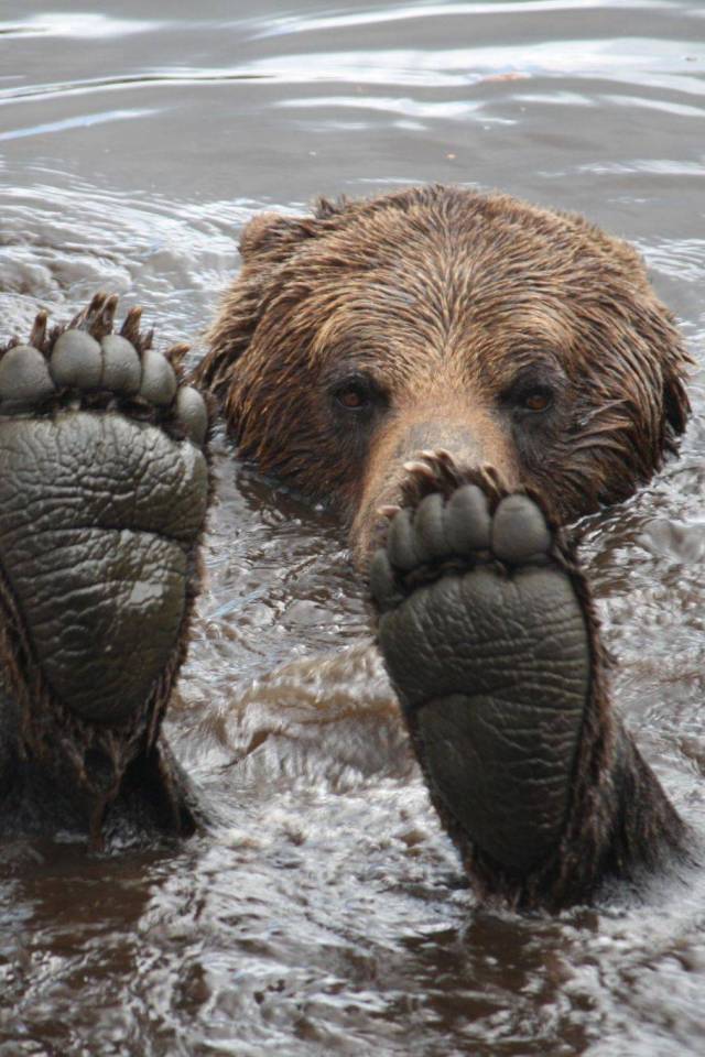 bear feet