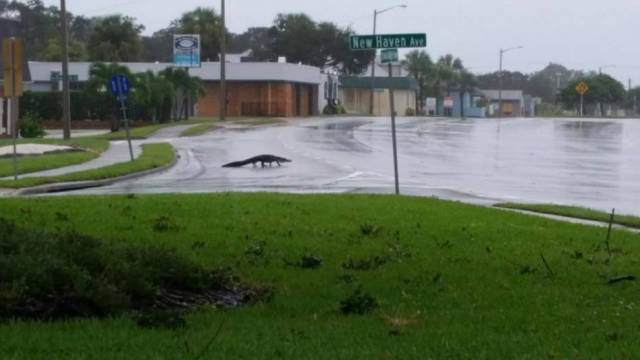 funny pic melbourne fl hurricane - New Haven And