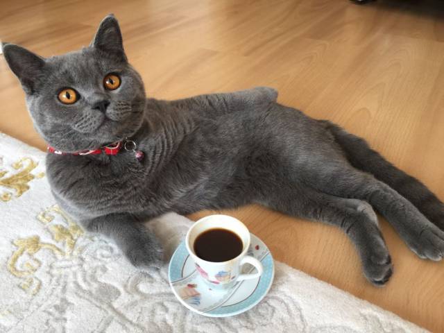 funny pic cat having a coffee