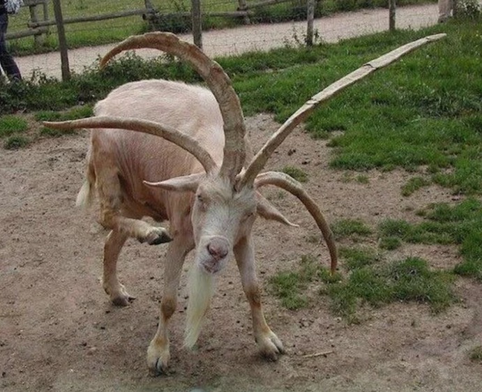 goat with four horns