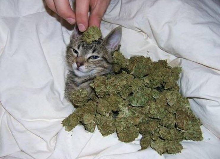 random pic cat on weed.
