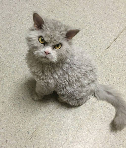 random pic selkirk rex cat