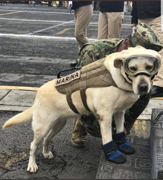 frida dog rescue - Marina