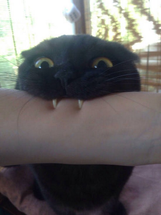 vampire cat