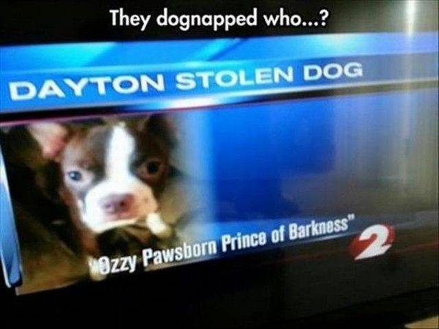 They dognapped who...? Dayton Stolen Dog Ozzy Pawsborn Prince of Barkness"
