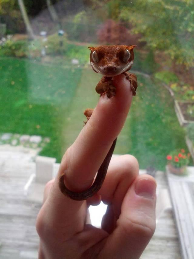 cool random little baby gecko