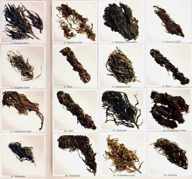 cool random high times top strains 1977 - Go Gold O n Gold 7. Can Gold Coloc hib 3. Cala Gold Huw 15. Colombian Gold