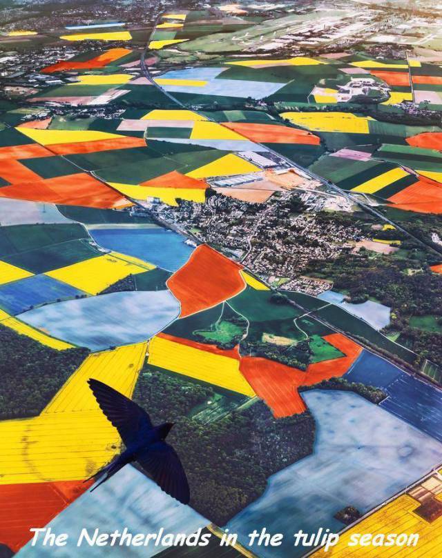 Aerial view of Holland in tulip season