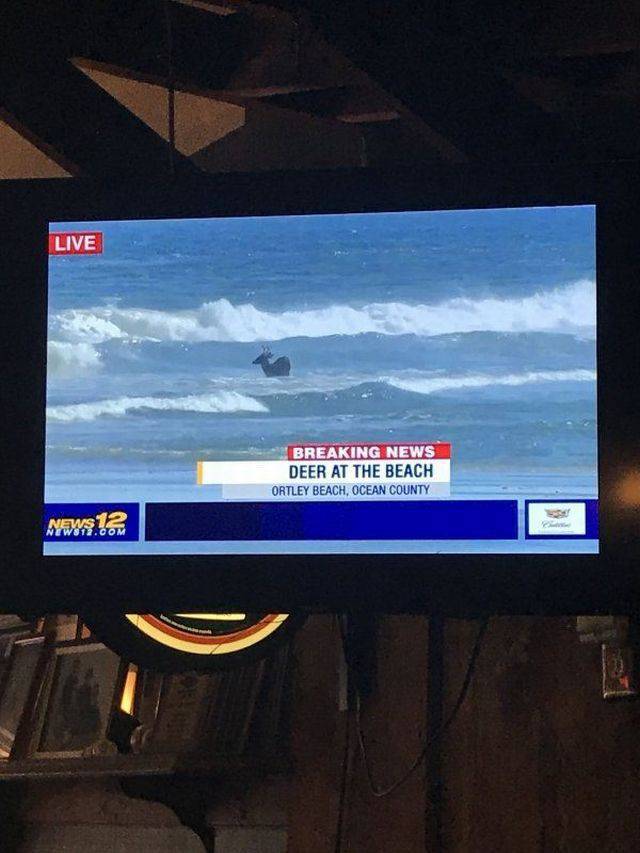 cool pic display advertising - Live Breaking News Deer At The Beach Ortley Beach, Ocean County