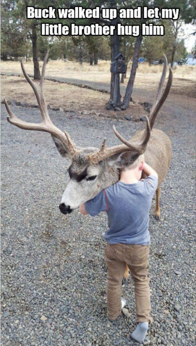 horn - Buck walked up and let my little brother hug him