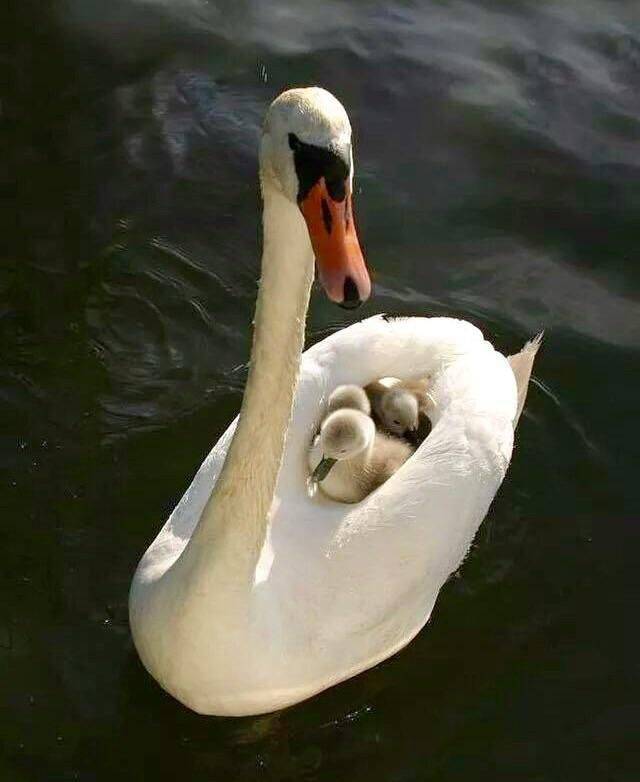 fun pic mother and baby swan