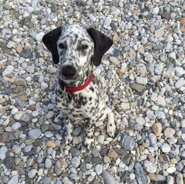 dalmation dog almost invisible against a pattern of rocks similar to his fur