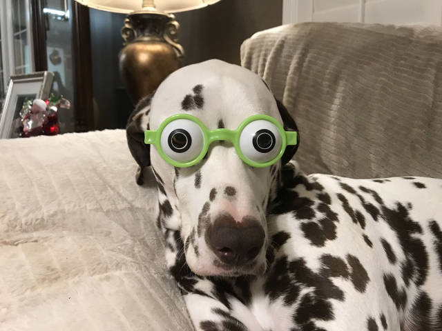 dalmatian dog wearing googly eyes googles