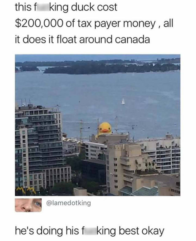 he's doing his best meme - this f king duck cost $200,000 of tax payer money , all it does it float around canada he's doing his f king best okay