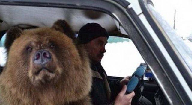 russians with bears in cars