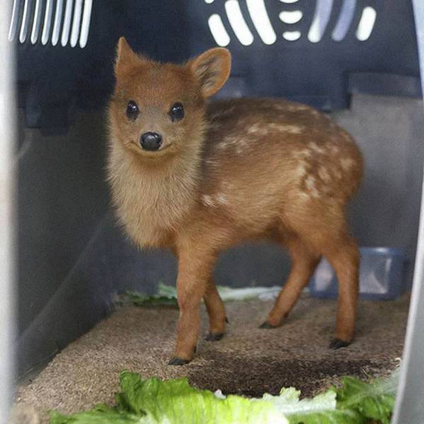 worlds smallest deer - "All!