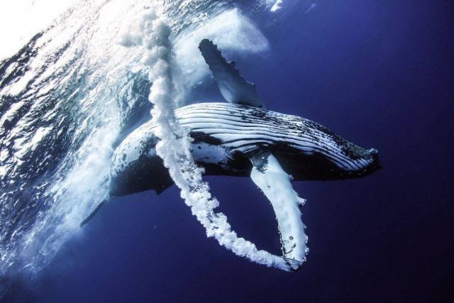 national geographic humpback whale photography