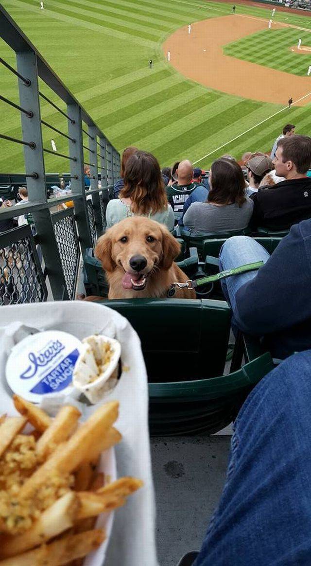 bring your dog night at seattle mariners
