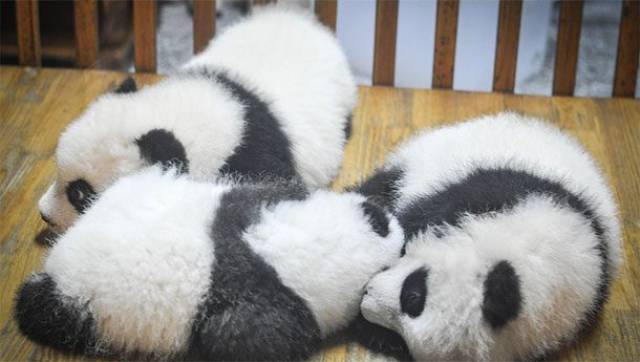Do giant pandas really leave one twin to die?

Sadly, yes. Nature is cruel