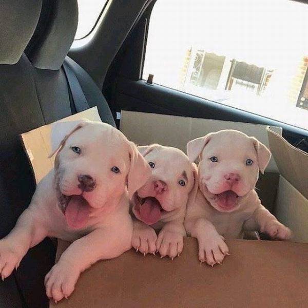 happy pups