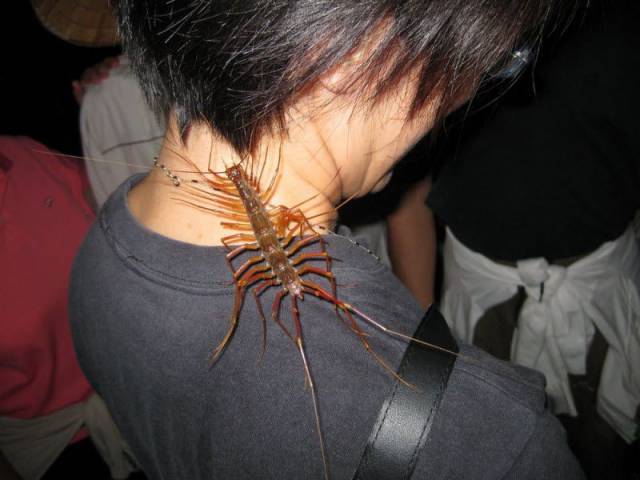 giant house centipede