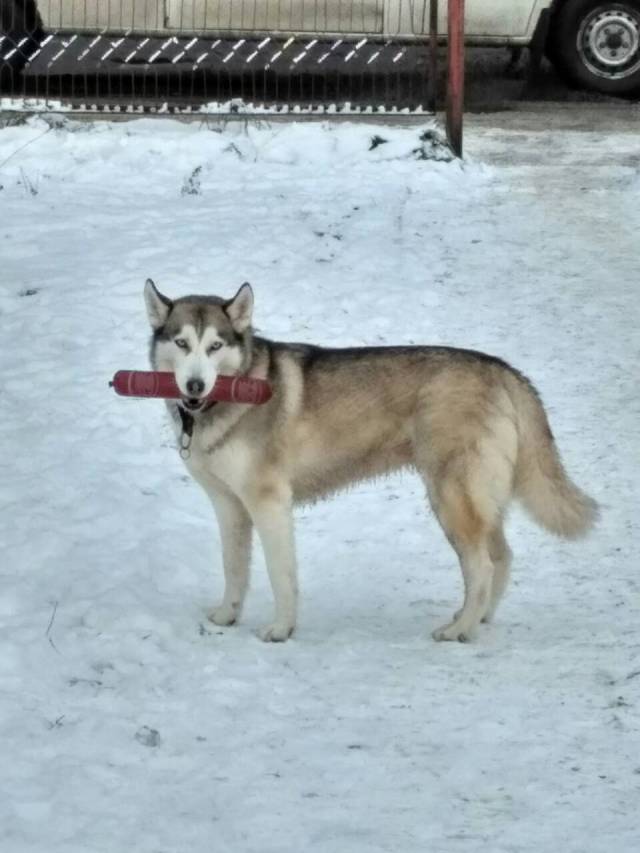 tamaskan dog