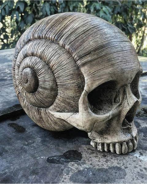 skull snail