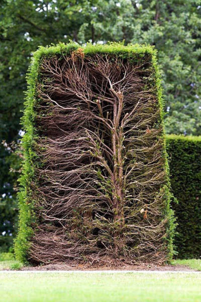 A Mature Hedge Cut In Half
