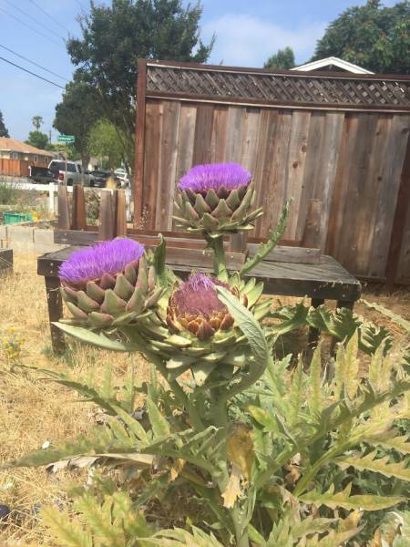 Artichokes Are Flowers, Here Is What They Look Like If Not Harvested For Consumption
