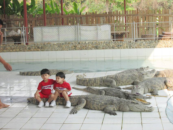wtf crocodile