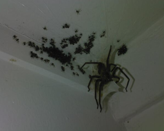 Apparently, this spider’s nest was found in a bedroom in Kentucky. Could you even imagine waking up from a good night’s sleep and seeing this above your head?