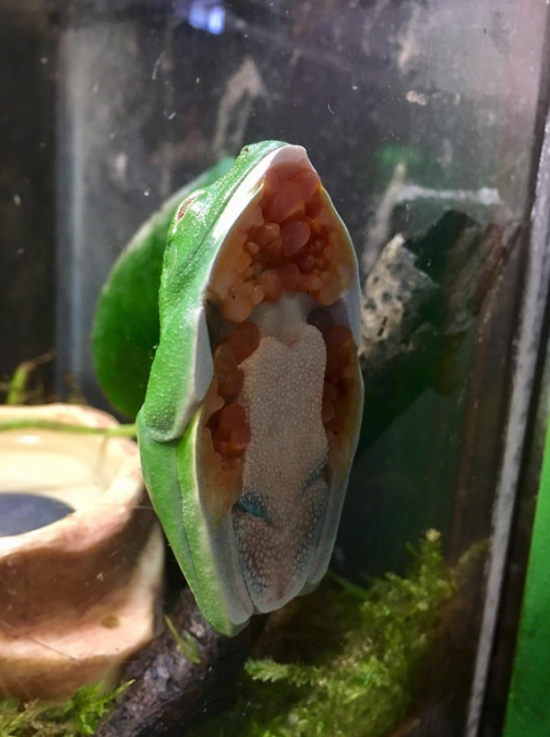 This is a cute little frog suctioned to the side of his tank. It’s not his fault he looks like an alien blob on his underside.
