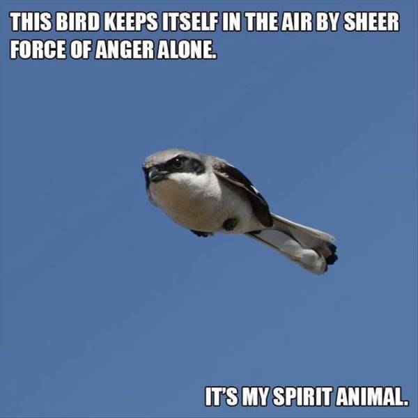 sky - This Bird Keeps Itself In The Air By Sheer Force Of Anger Alone. It'S My Spirit Animal.