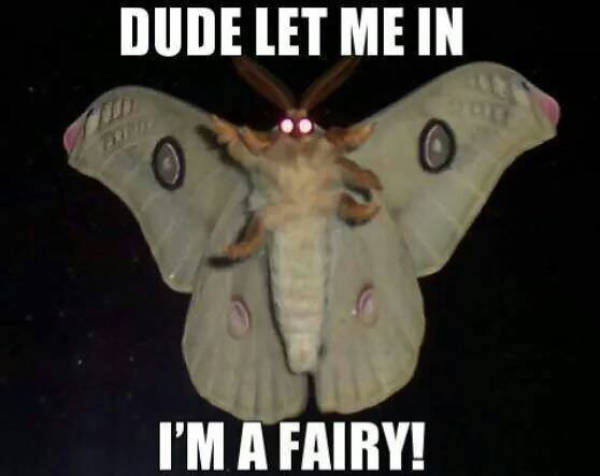moth funny - Dude Let Me In I'M A Fairy!