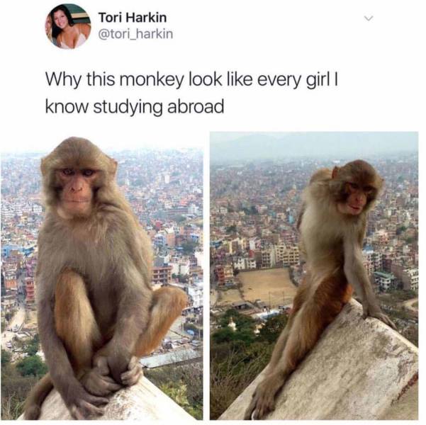 funny bandariya - Tori Harkin Why this monkey look every girl | know studying abroad