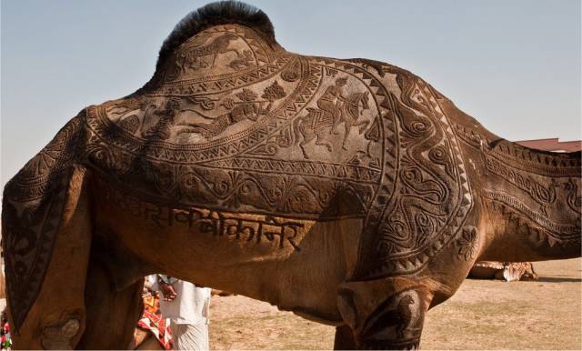 camel shearing -