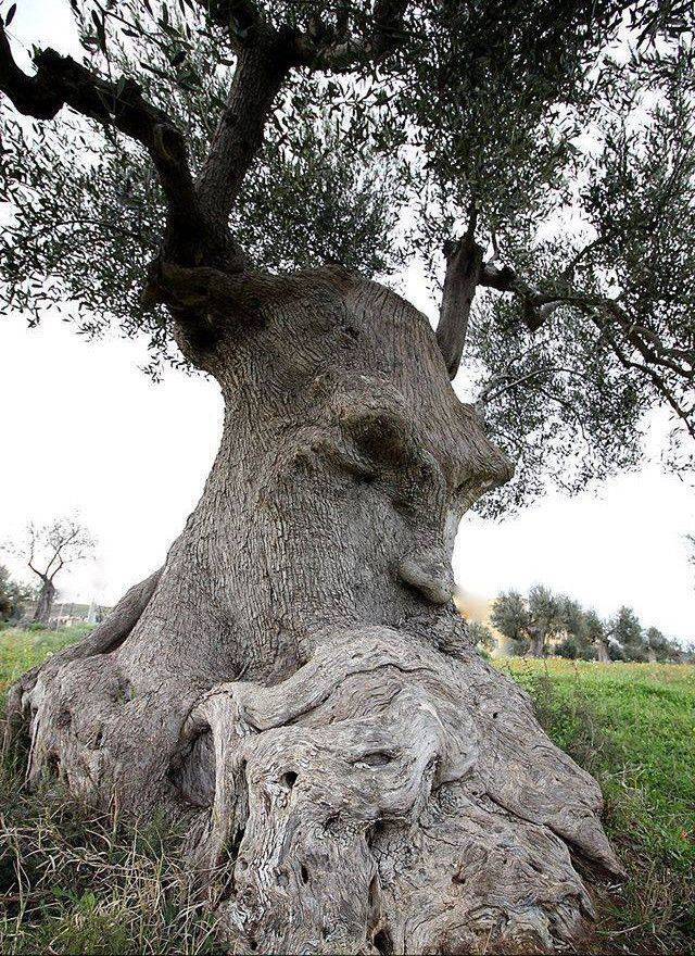 thinking tree puglia italy - , , 1